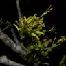 Fotografia 3 da espécie Chaunochiton kappleri do Jardim Botânico UTAD