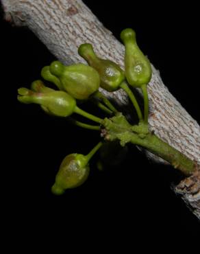 Fotografia 6 da espécie Chaunochiton kappleri no Jardim Botânico UTAD