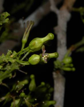 Fotografia 8 da espécie Chaunochiton kappleri no Jardim Botânico UTAD