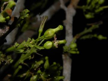 Fotografia da espécie Chaunochiton kappleri