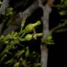 Fotografia 8 da espécie Chaunochiton kappleri do Jardim Botânico UTAD