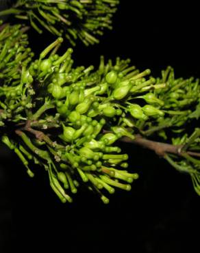 Fotografia 11 da espécie Chaunochiton kappleri no Jardim Botânico UTAD