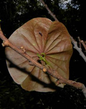 Fotografia 12 da espécie Chaunochiton kappleri no Jardim Botânico UTAD