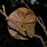 Fotografia 12 da espécie Chaunochiton kappleri do Jardim Botânico UTAD