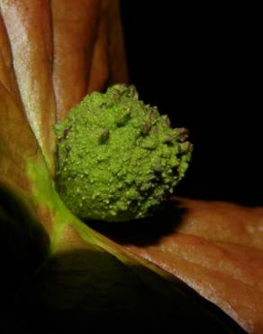 Fotografia 15 da espécie Chaunochiton kappleri no Jardim Botânico UTAD