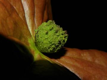 Fotografia da espécie Chaunochiton kappleri