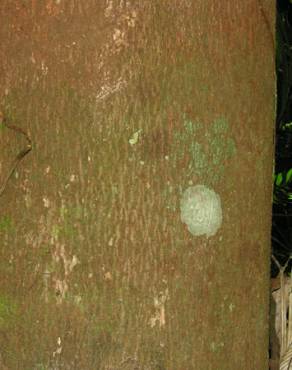 Fotografia 19 da espécie Chaunochiton kappleri no Jardim Botânico UTAD