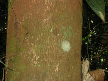 Fotografia da espécie Chaunochiton kappleri