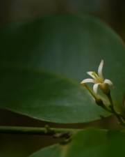 Fotografia da espécie Olax imbricata