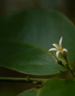 Fotografia 1 da espécie Olax imbricata no Jardim Botânico UTAD