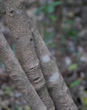 Fotografia 2 da espécie Olax imbricata no Jardim Botânico UTAD