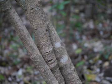 Fotografia da espécie Olax imbricata