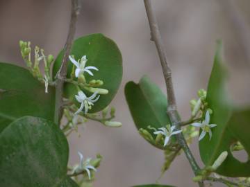 Fotografia da espécie Olax imbricata