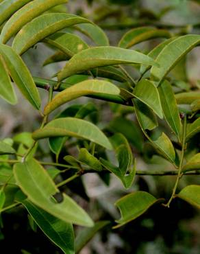 Fotografia 4 da espécie Olax imbricata no Jardim Botânico UTAD