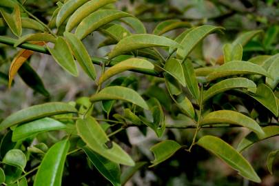 Fotografia da espécie Olax imbricata