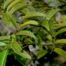 Fotografia 4 da espécie Olax imbricata do Jardim Botânico UTAD