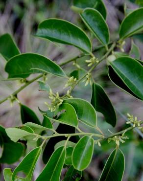 Fotografia 5 da espécie Olax imbricata no Jardim Botânico UTAD