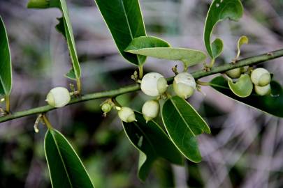 Fotografia da espécie Olax imbricata