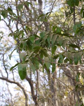 Fotografia 7 da espécie Olax imbricata no Jardim Botânico UTAD