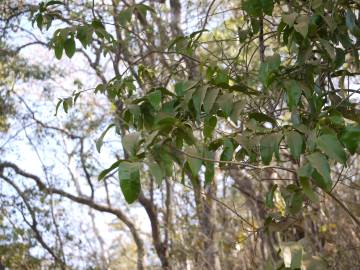 Fotografia da espécie Olax imbricata