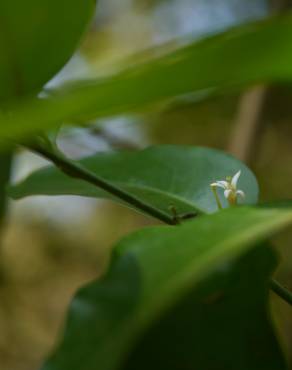 Fotografia 8 da espécie Olax imbricata no Jardim Botânico UTAD