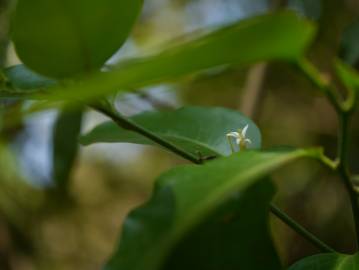 Fotografia da espécie Olax imbricata