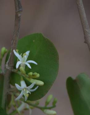 Fotografia 9 da espécie Olax imbricata no Jardim Botânico UTAD