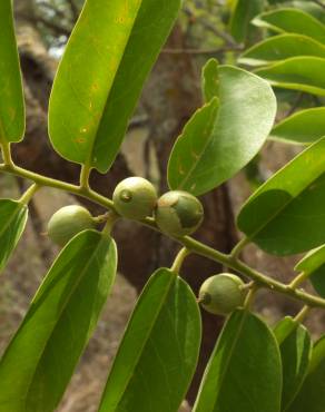 Fotografia 10 da espécie Olax imbricata no Jardim Botânico UTAD