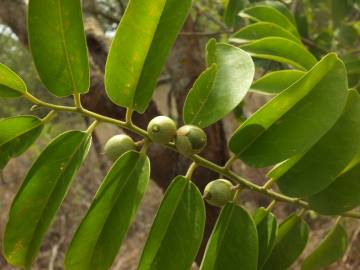 Fotografia da espécie Olax imbricata