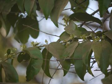 Fotografia da espécie Olax imbricata