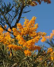 Fotografia da espécie Nuytsia floribunda