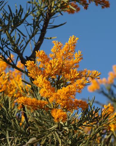 Fotografia de capa Nuytsia floribunda - do Jardim Botânico