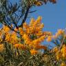 Fotografia 1 da espécie Nuytsia floribunda do Jardim Botânico UTAD