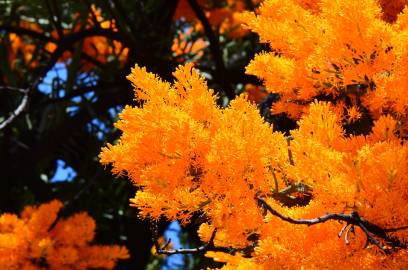 Fotografia da espécie Nuytsia floribunda
