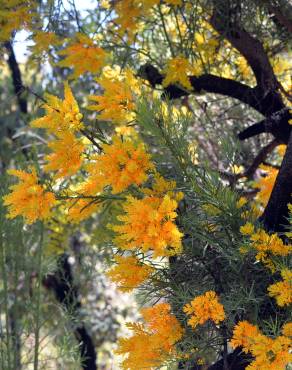Fotografia 3 da espécie Nuytsia floribunda no Jardim Botânico UTAD