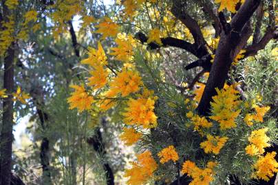 Fotografia da espécie Nuytsia floribunda