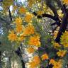 Fotografia 3 da espécie Nuytsia floribunda do Jardim Botânico UTAD