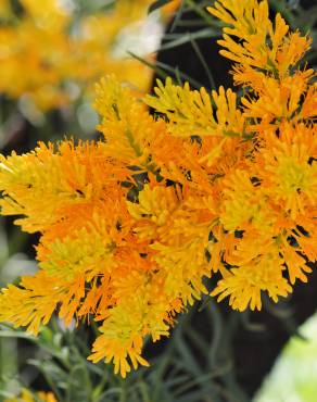 Fotografia 4 da espécie Nuytsia floribunda no Jardim Botânico UTAD