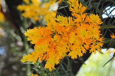 Fotografia da espécie Nuytsia floribunda