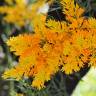 Fotografia 4 da espécie Nuytsia floribunda do Jardim Botânico UTAD
