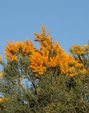 Fotografia 5 da espécie Nuytsia floribunda no Jardim Botânico UTAD