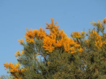 Fotografia da espécie Nuytsia floribunda