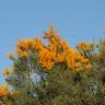 Fotografia 5 da espécie Nuytsia floribunda do Jardim Botânico UTAD