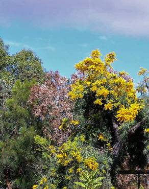 Fotografia 6 da espécie Nuytsia floribunda no Jardim Botânico UTAD