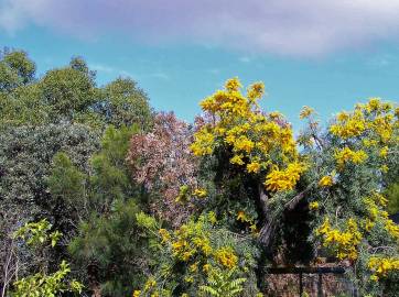 Fotografia da espécie Nuytsia floribunda