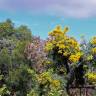 Fotografia 6 da espécie Nuytsia floribunda do Jardim Botânico UTAD