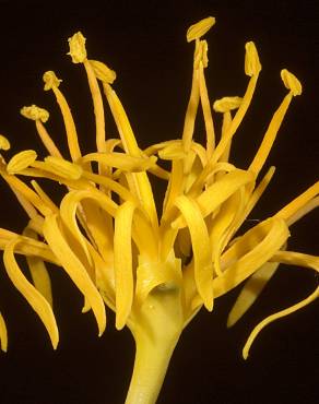 Fotografia 7 da espécie Nuytsia floribunda no Jardim Botânico UTAD