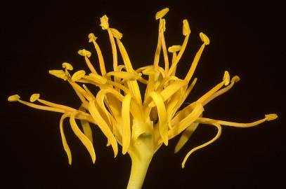 Fotografia da espécie Nuytsia floribunda