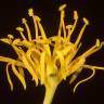Fotografia 7 da espécie Nuytsia floribunda do Jardim Botânico UTAD