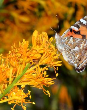 Fotografia 8 da espécie Nuytsia floribunda no Jardim Botânico UTAD